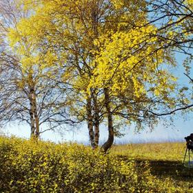 九月的乌兰布统。碧云天，黄叶地。