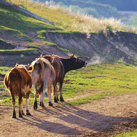 禾木的清晨，老牛带着小牛开启一天的生活。...