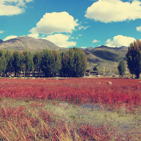 一排笔直的青杨林虔诚神圣的守卫着稻城这片美丽的红草...