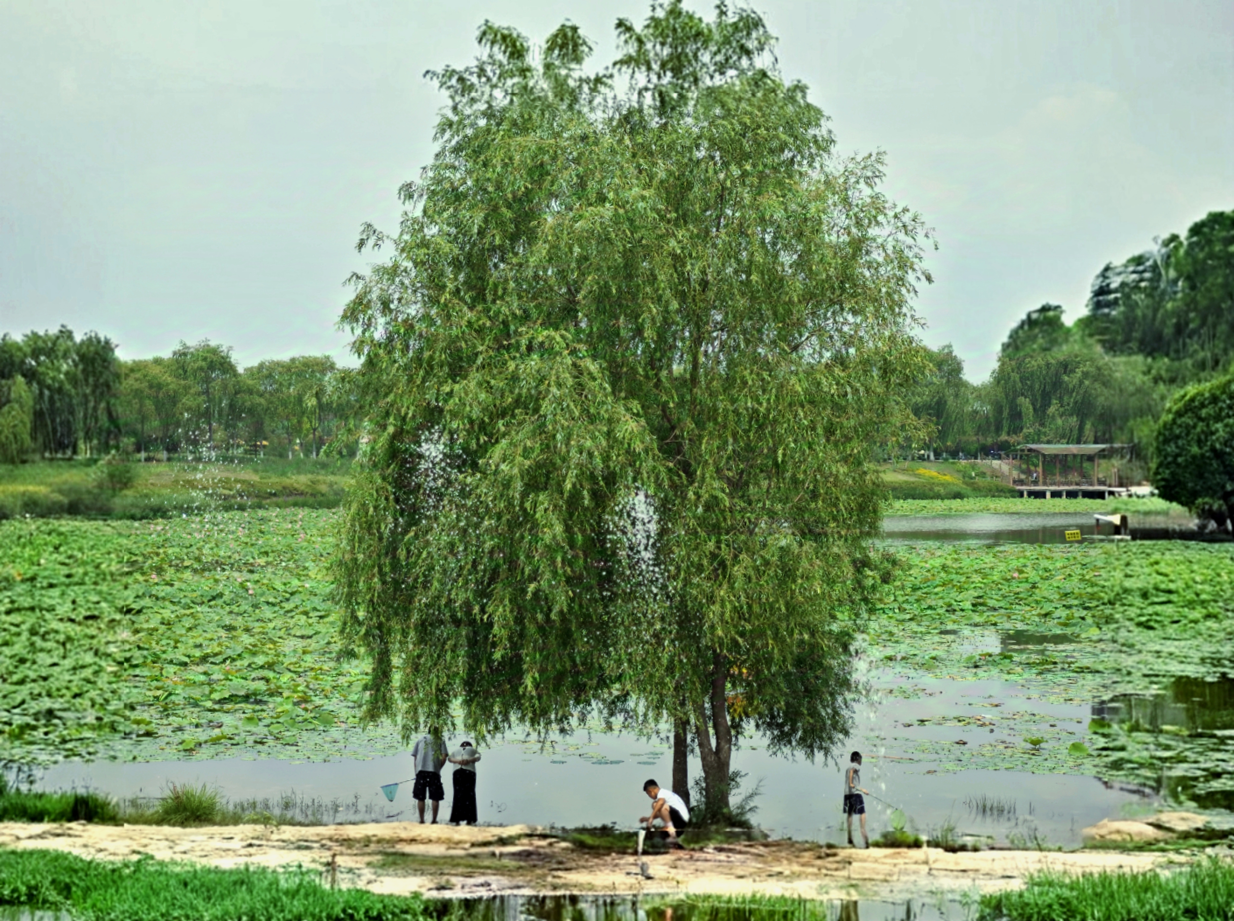 中午十一點，荷花池塘邊，一家四口人，拿著撈網(wǎng)在池邊...