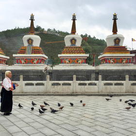青海塔尔寺，一位婆婆正在喂着鸽子，体现出佛教文化的...