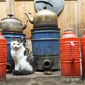 秋天凉了，宏村的小猫躲在煤球炉边取暖。...