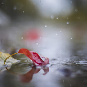 《秋叶》这些时日天天下雨，秋叶无风自落。...
