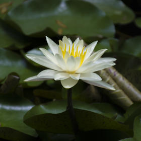 寻找白莲花，摄于小区池塘。