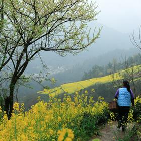四月的徽州漫山遍野的油菜花盛开，也是村民们采茶的的...