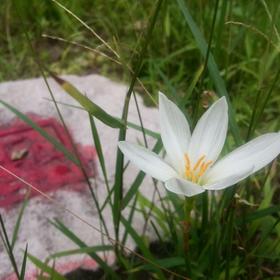 石头缝边的小白花，简单且干净，像镀了一层圣洁的白光...