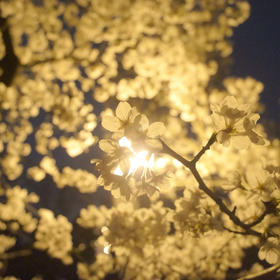 于南京樱花路拍摄的，夜间的樱花，在昏黄的路灯的衬托...
