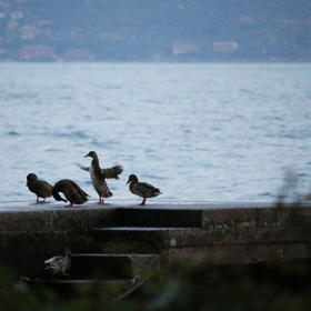 傍晚的野鸭要回家了，母亲带着小鸭子在无人打扰的堤岸...
