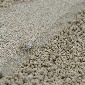 小的螃蟹在对于它来说是一望无际的沙滩上，靠自己的嘴...