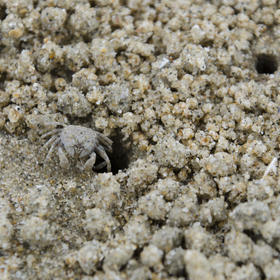 小螃蟹用沙子堆好自己的家后，在洞口“开心地笑了”。...