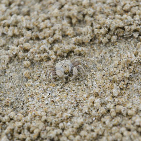 小螃蟹嘴里含着沙，正在将沙子混成一团，堆在洞口的旁...