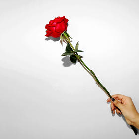 悲观的人只看到玫瑰花下有刺，乐观的人却看到刺上竟然...