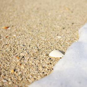 春节在迪拜的海滩拍下这枚白贝壳，满心欢喜...