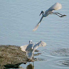 《双鹭美姿3》摄于北戴河。