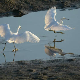 《双鹭美姿4》摄于北戴河。