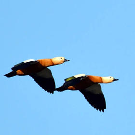 《双飞》飞翔中的一对赤麻鸭。