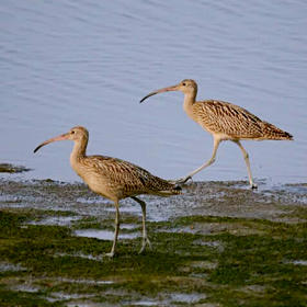 《两只海鸟》摄于北戴河。