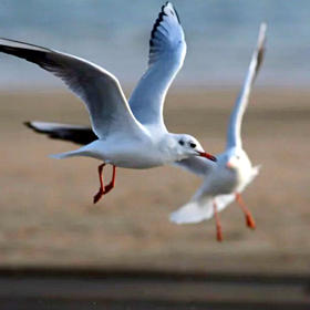 《双鸥展翅》摄于北戴河。