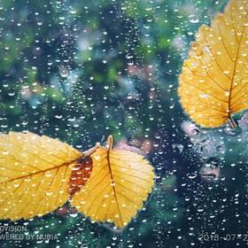 雨后，树叶落在挡风玻璃上挂着水珠，很美手机拍摄，mi...