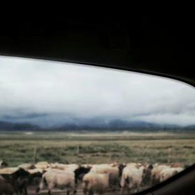 青海，牛羊成群，一切都神秘又神圣，在车窗内拍摄的照...