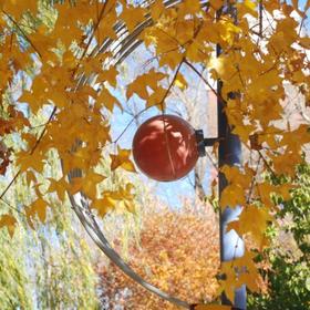 家乡的秋色特别吸引人的是秋叶，或红，或黄，总有成熟...