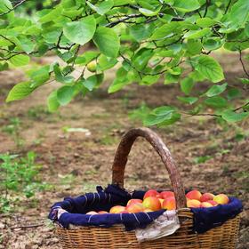 五月，陕西礼泉御杏成熟，开始20天左右收获期。...