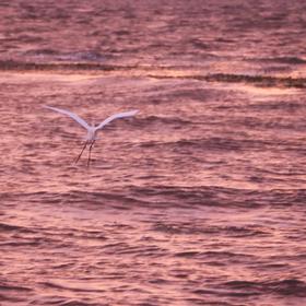 在洱海等日出的时候拍的，现在海鸥很少了，刚好抓拍到...