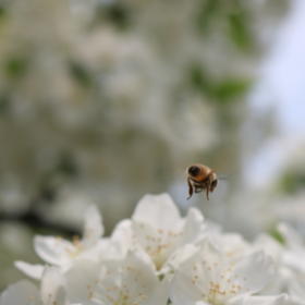 在我拍照的一瞬间小蜜蜂飞了起来，才有了这么一张照片...