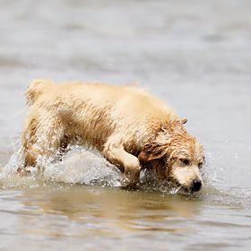 夏天来了，狗也急不可耐的玩起水来！
