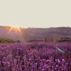 六月，薰衣草盛开，满眼的紫色，金色的夕阳下，分外绚...