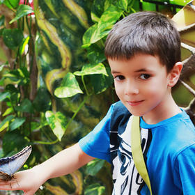 拍摄于阿联酋迪拜蝴蝶公园，一个伊朗小帅哥身上落着蝴...