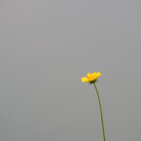 湿地水洼旁的小黄花，简简单单