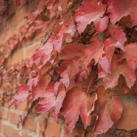 摄于秋季学校，想要营造出红叶在墙壁上衍生的感觉...