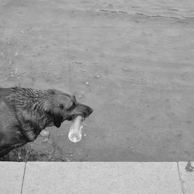 夏天狗狗下河捡瓶子顺便洗澡