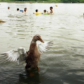大家一起来游泳。这是一只在路边捡到的流浪鸭，现在一...