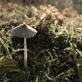 清晨跑步时发现路边的小草丛中一朵可爱的小蘑菇，上面...