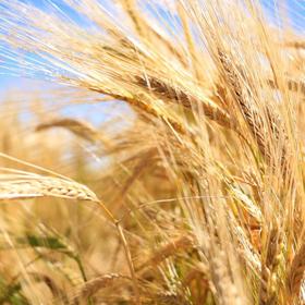 秋天 麦穗沉重重低下头 饱满了一年的丰收