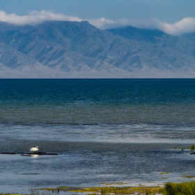 新疆赛里木湖，路边看见远方有一只天鹅觅食，也有浅滩...