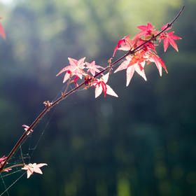 午后一束和暖的光照在酒店盆景一支红叶上，秋天来了...