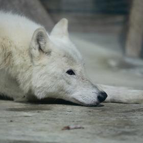 被人类圈养的北极狼