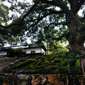 古树——摄于日本京都青莲院。