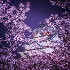 在大阪城公园西之丸庭园，拍到了几乎360度樱花包围下的...