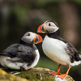 冰岛的国鸟Puffin，又名海鹦鹉，一生只爱一鸟，一次只...