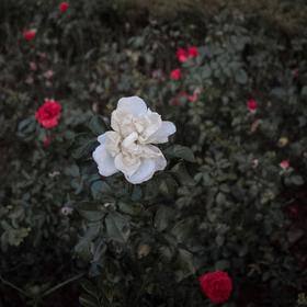 独立花丛，傍晚日暮之时一枝白花独立于红花之中...