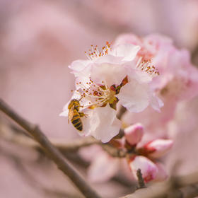 蜂采，摄于春季学校