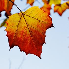 一叶知秋，喜欢色彩艳丽的秋季