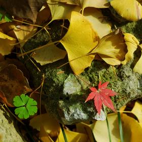 缤纷的落叶，秋天的色彩