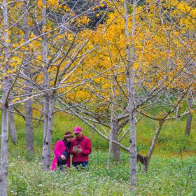 广东一般没有秋天，只有最北的韶关能看到较多的枫叶。...