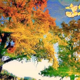 《水润秋色》
以前手机拍摄的，看见水潭里映出的银杏...