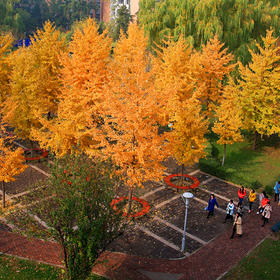 秋天的校园，满目金黄，终于等到了一群学生走进了镜头...